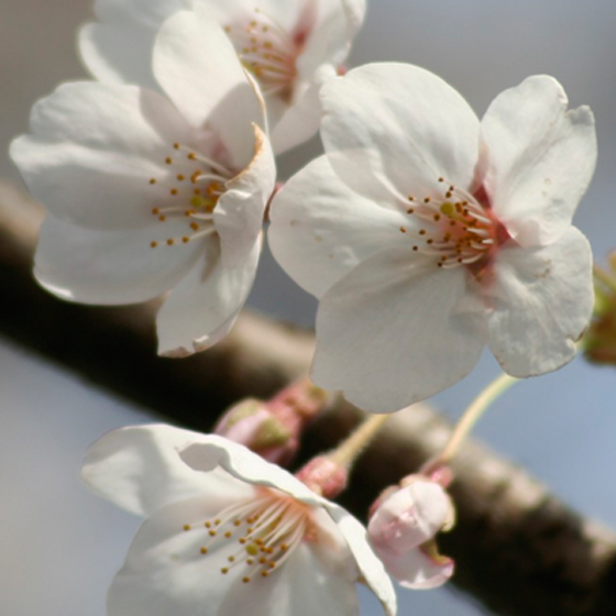 Konnichiwa Sake-Frühling