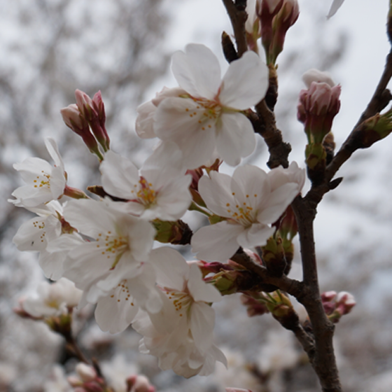 Sakura Japan Kultur Festival