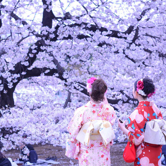 Hanami NOOHN