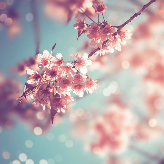 Hanami Noohn