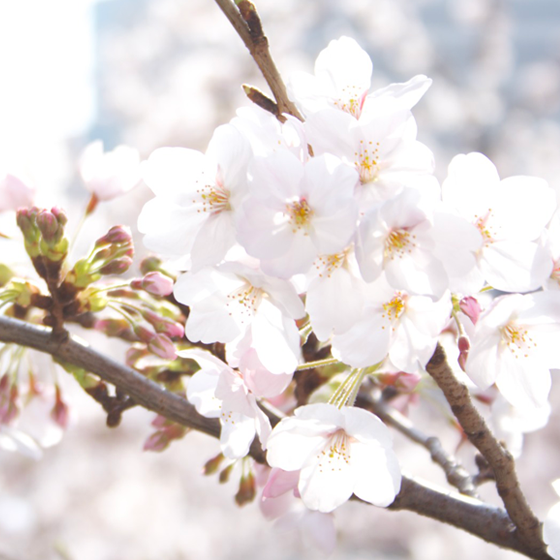 Hanami Bar 2023